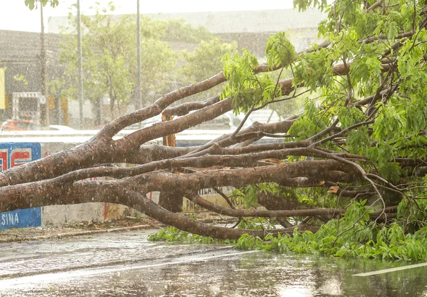 Árvore caída na Avenida João XXIII em Teresina