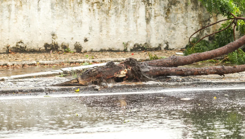 Árvores caem durante forte chuva em Teresina