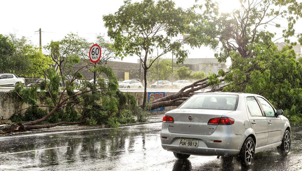 Avenida João XXIII ficou parcialmente bloqueada após queda de árvore