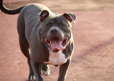 Cachorro da raça pitbull