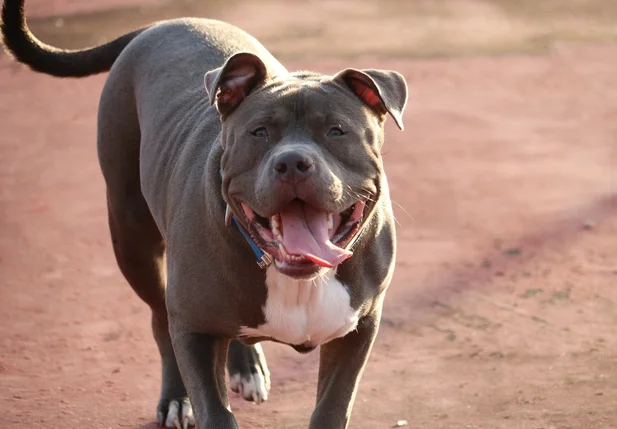 Cachorro da raça pitbull