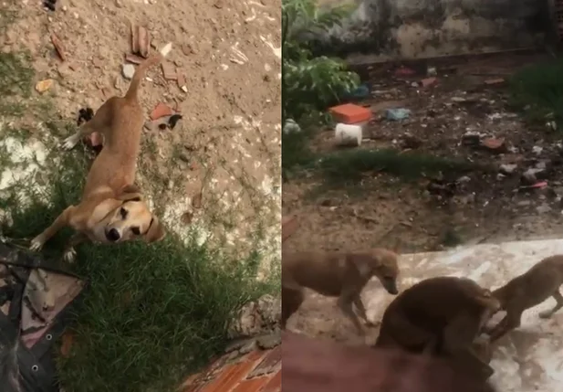 Cães são flagrados abandonados na zona norte de Teresina