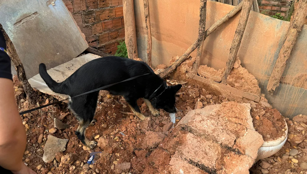 Cão farejador no local