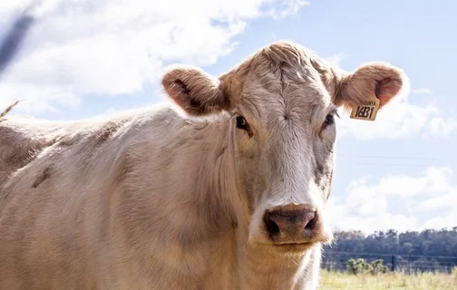 Homem tenta estuprar vaca mas leva coice e morre no Distrito Federal