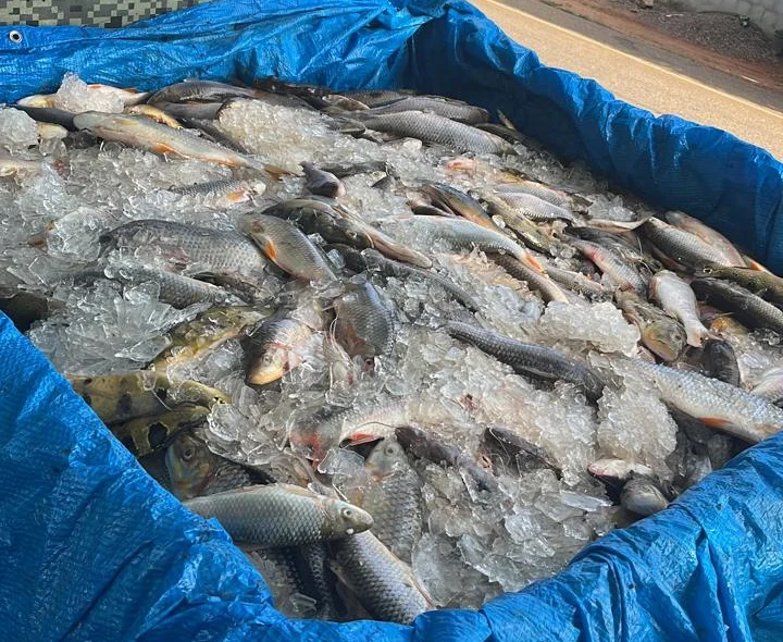 Meia tonelada de peixes apreendida