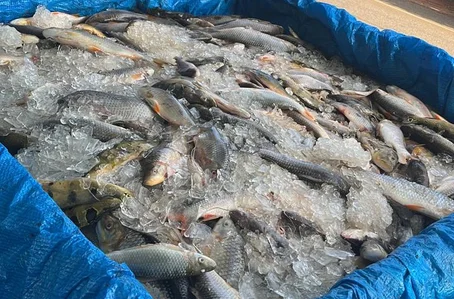 Meia tonelada de peixes apreendida