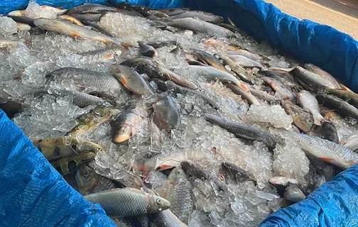 Meia tonelada de peixes apreendida