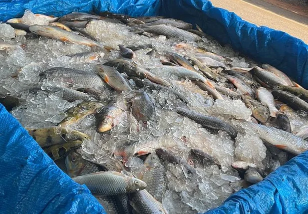 Meia tonelada de peixes apreendida