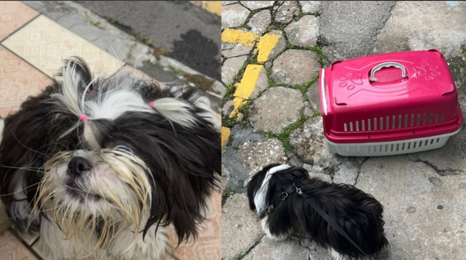 Mulher é presa por maus-tratos a cachorro em Balneário Camboriú