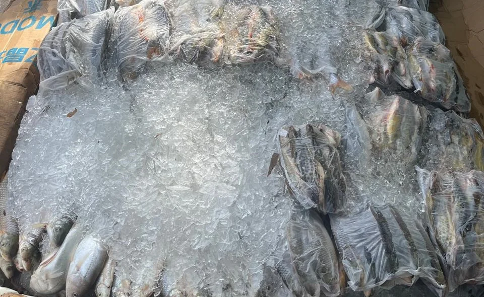 Peixes foram pescados ilegalmente