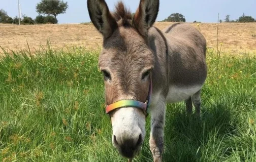 Perry, o burro que inspirou a criação do personagem Burro nas animações de Shrek