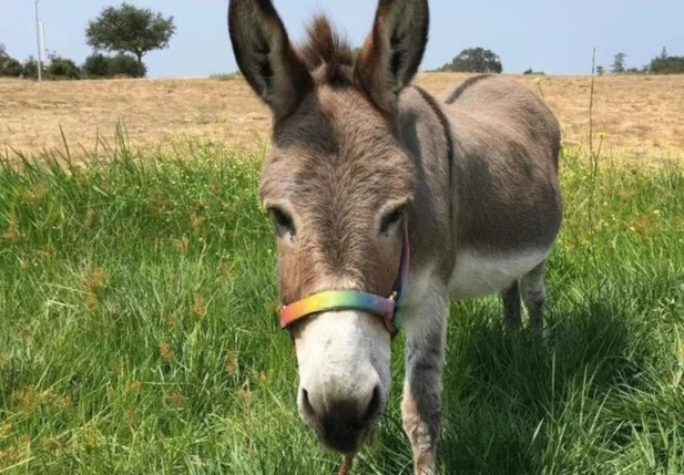 Perry, o burro que inspirou a criação do personagem Burro nas animações de Shrek