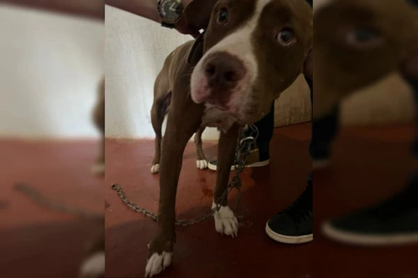 Pitbulls são abandonados no DF