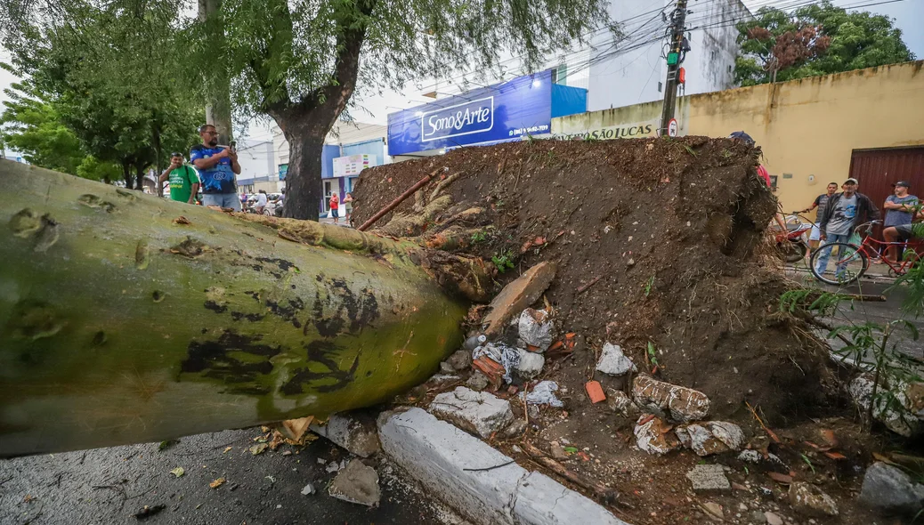 Queda da árvore destruiu o canteiro da avenida