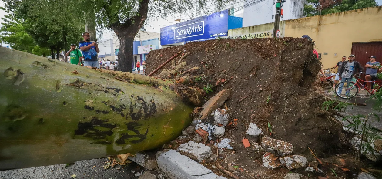 Queda da árvore destruiu o canteiro da avenida