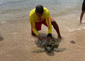 Tartaruga encontrada ferida em praia do Maranhão