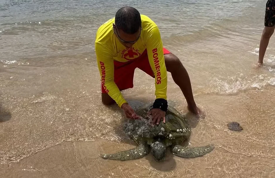 Tartaruga encontrada ferida em praia do Maranhão