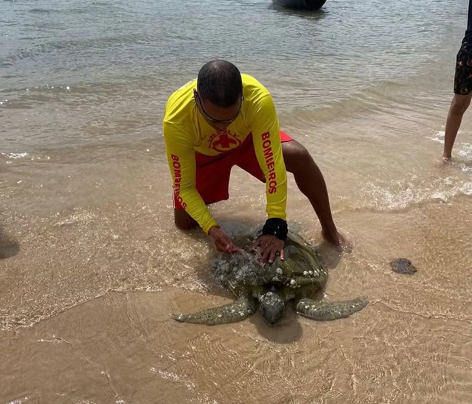 Tartaruga encontrada ferida em praia do Maranhão