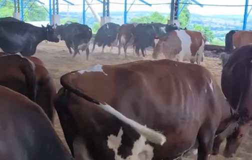 Vacas pulando no estábulo