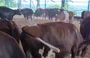 Vacas pulando no estábulo