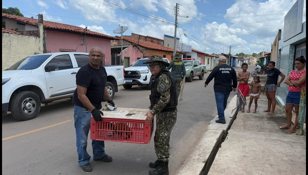 Animais foram resgatados de cativeiros