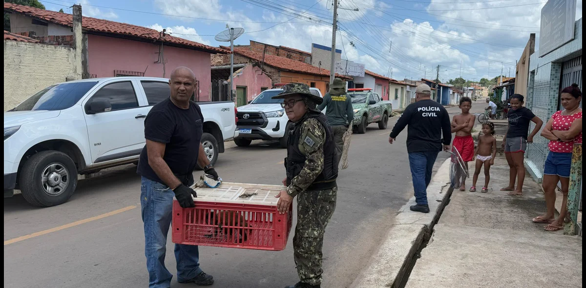 Animais foram resgatados de cativeiros