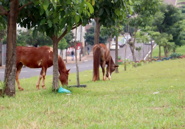 Animais recolhidos pela Prefeitura de Londrina