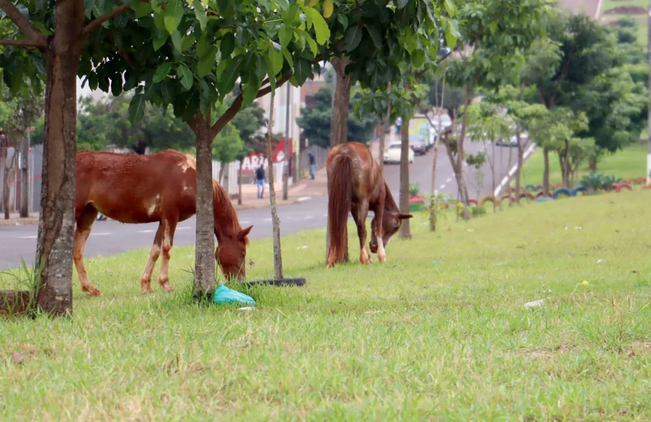 Animais recolhidos pela Prefeitura de Londrina