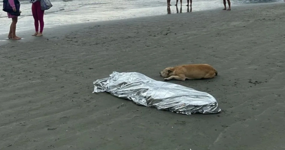 Cachorro ao lado de dono