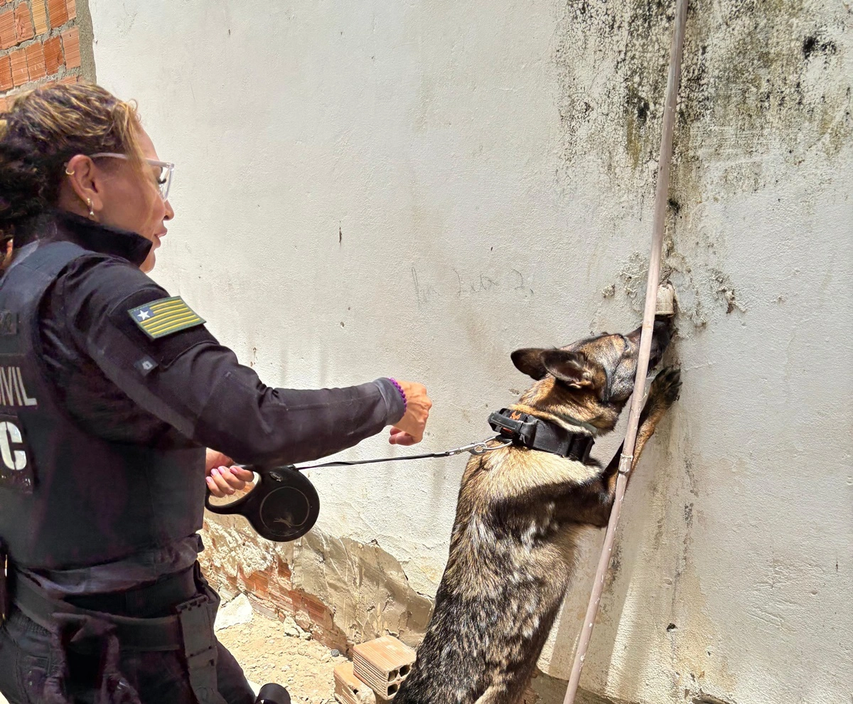 Cães farejadores prestaram apoio na operação