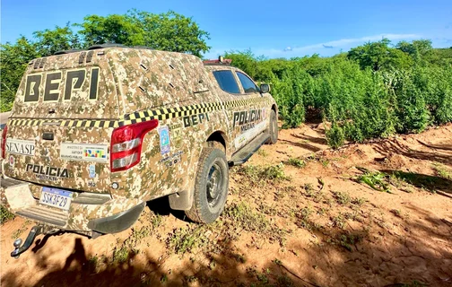 Equipe do BEPI no local onde foi encontrada a plantação de maconha