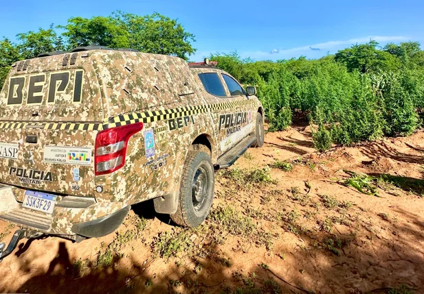 Equipe do BEPI no local onde foi encontrada a plantação de maconha