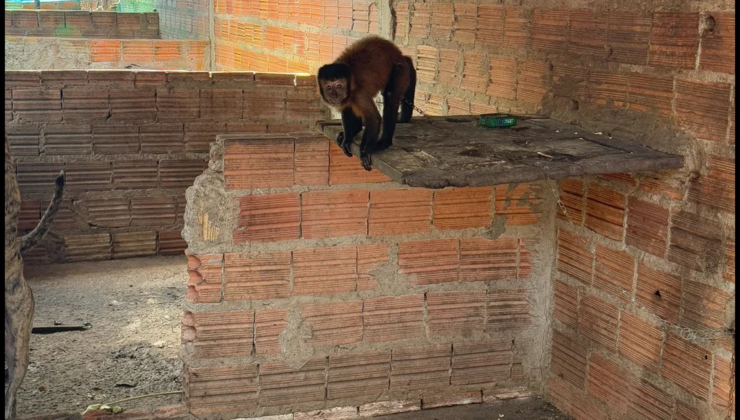 Macaco encontrado pelos fiscais da Semarh