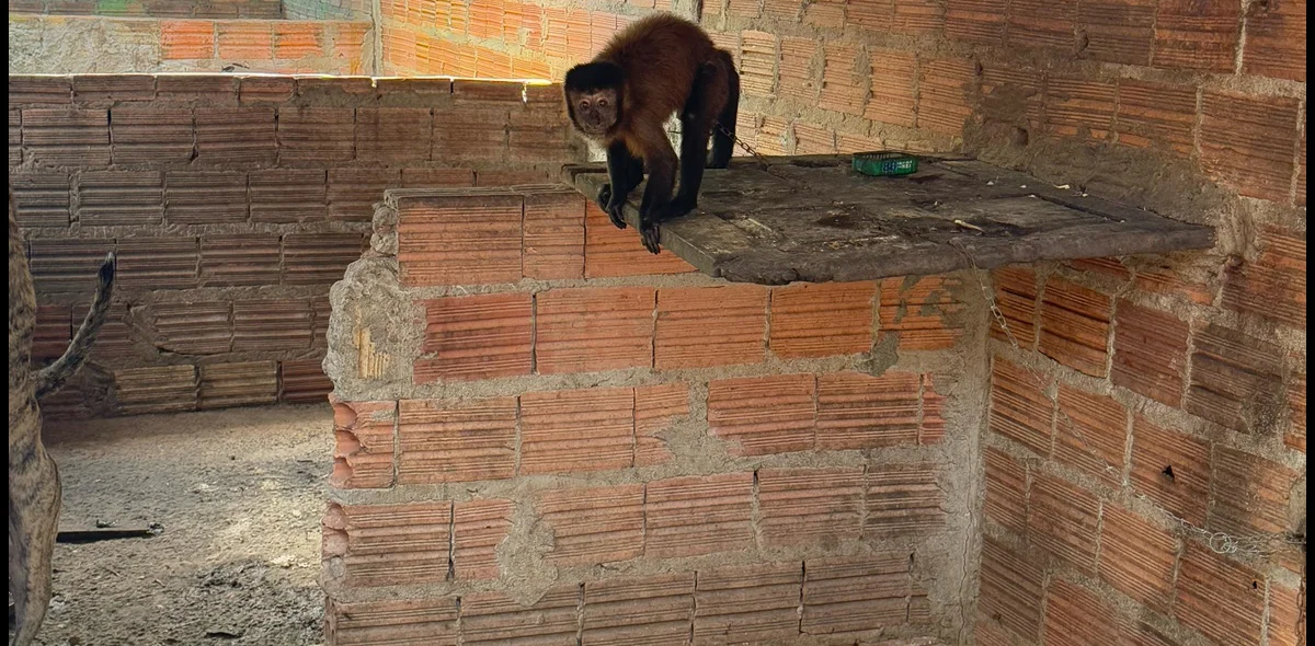 Macaco encontrado pelos fiscais da Semarh