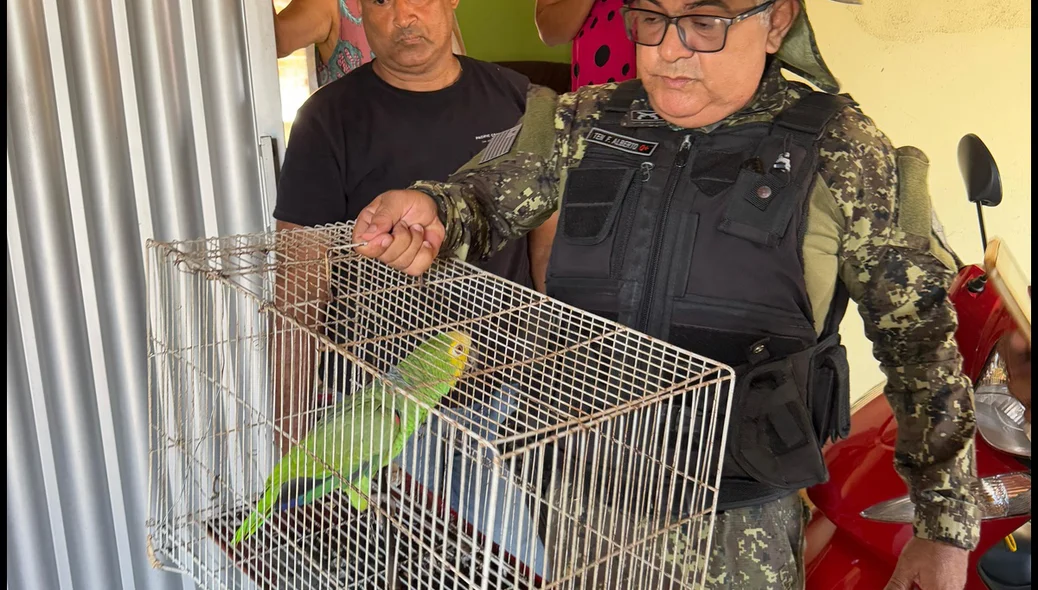 Papagaio resgatado durante operação