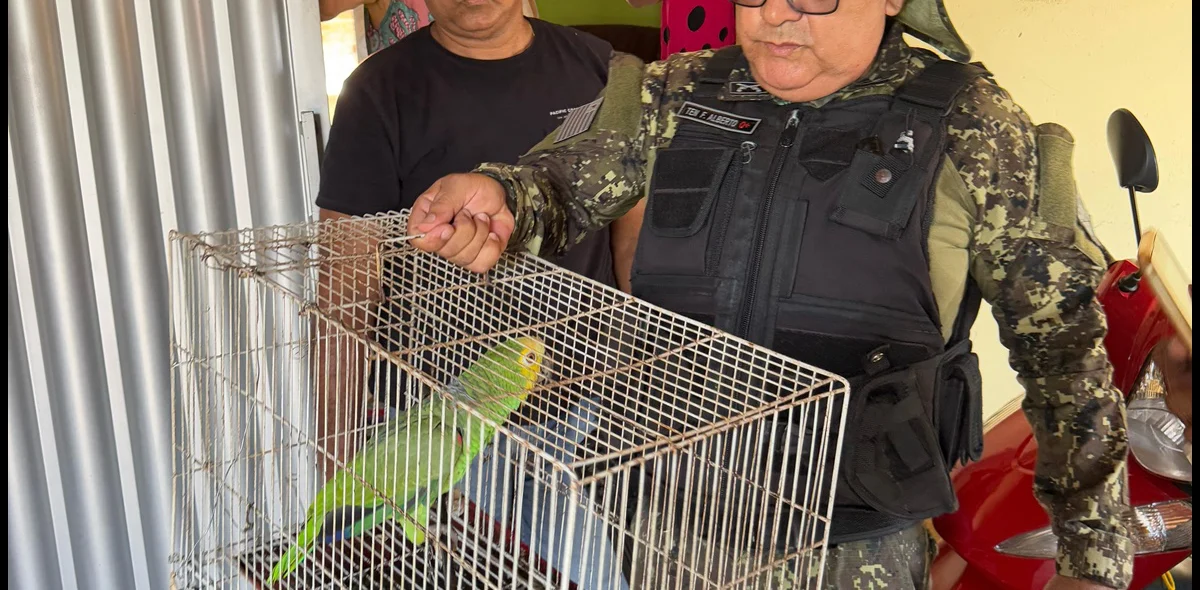 Papagaio resgatado durante operação