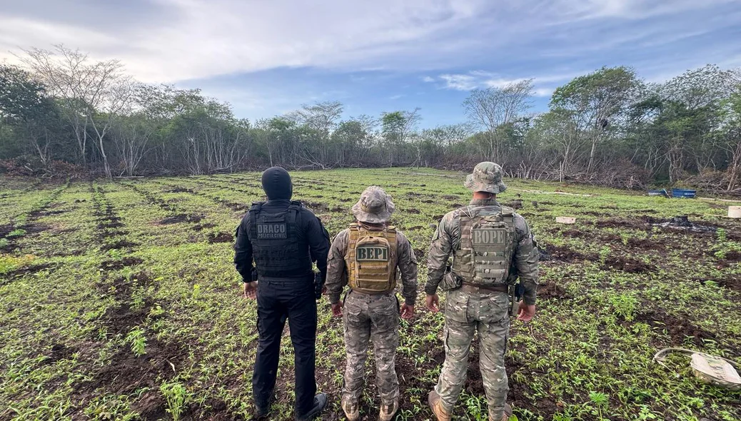 Plantação de maconha em 3 hectares de terras em São João da Serra