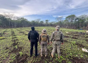 Plantação de maconha em 3 hectares de terras em São João da Serra