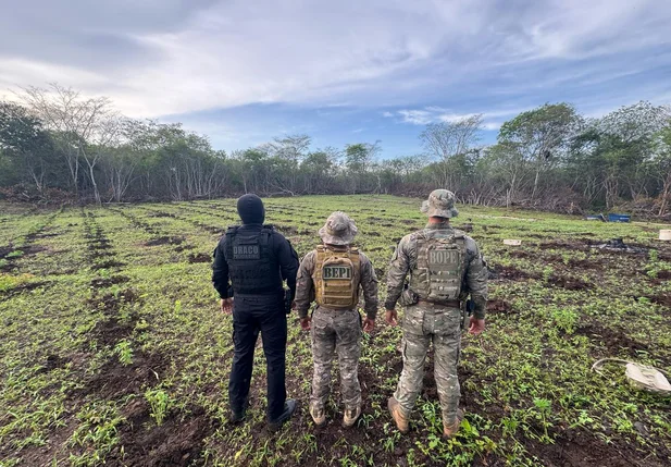 Plantação de maconha em 3 hectares de terras em São João da Serra