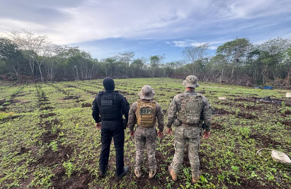 Plantação de maconha em 3 hectares de terras em São João da Serra