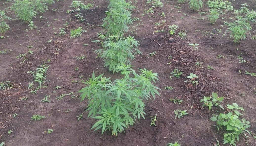 Plantação de maconha em São João da Serra