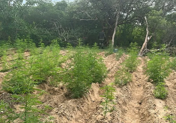 Plantação de maconha foi incinerada