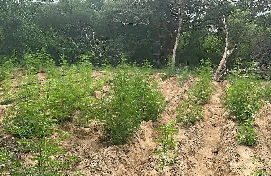 Plantação de maconha foi incinerada