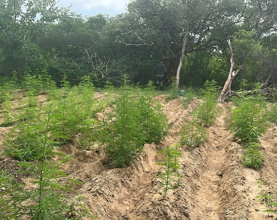 Plantação de maconha foi incinerada