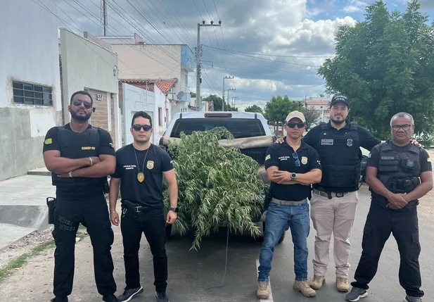 Policiais civis de Jaicós destruíram plantação de maconha