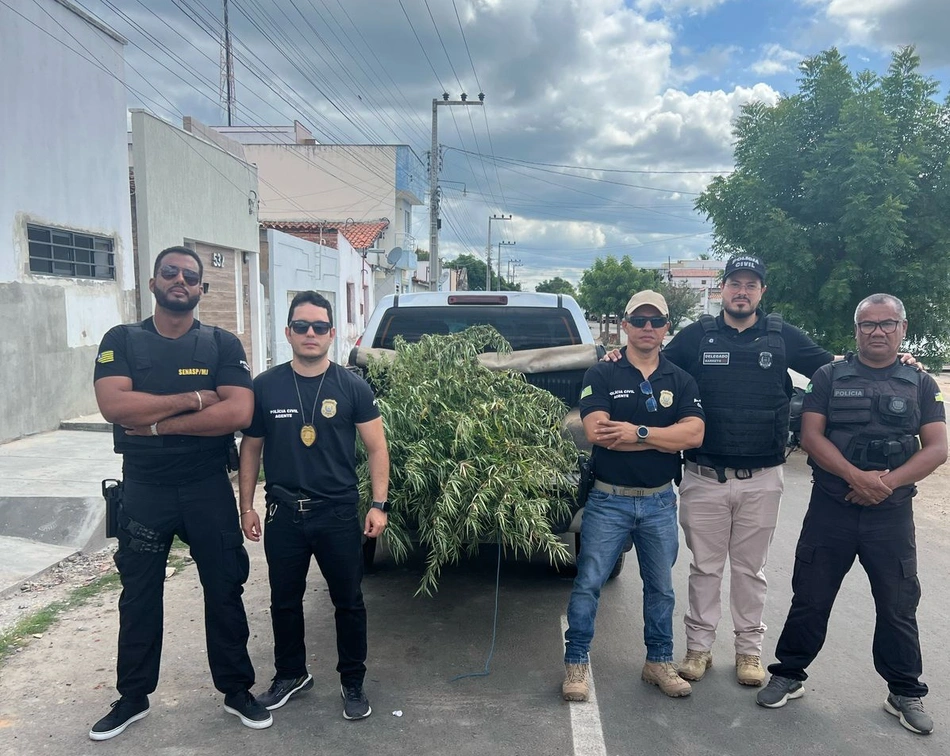 Policiais civis de Jaicós destruíram plantação de maconha