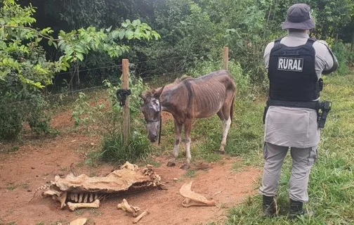 Abatedouro clandestino em Anápolis