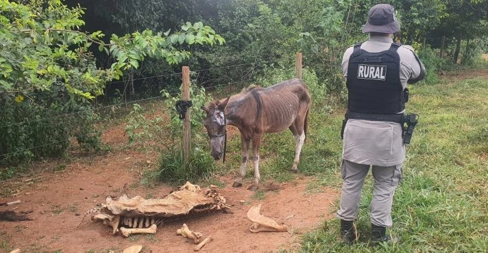 Abatedouro clandestino em Anápolis