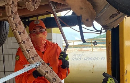 Bombeiros Militares capturam jibóia