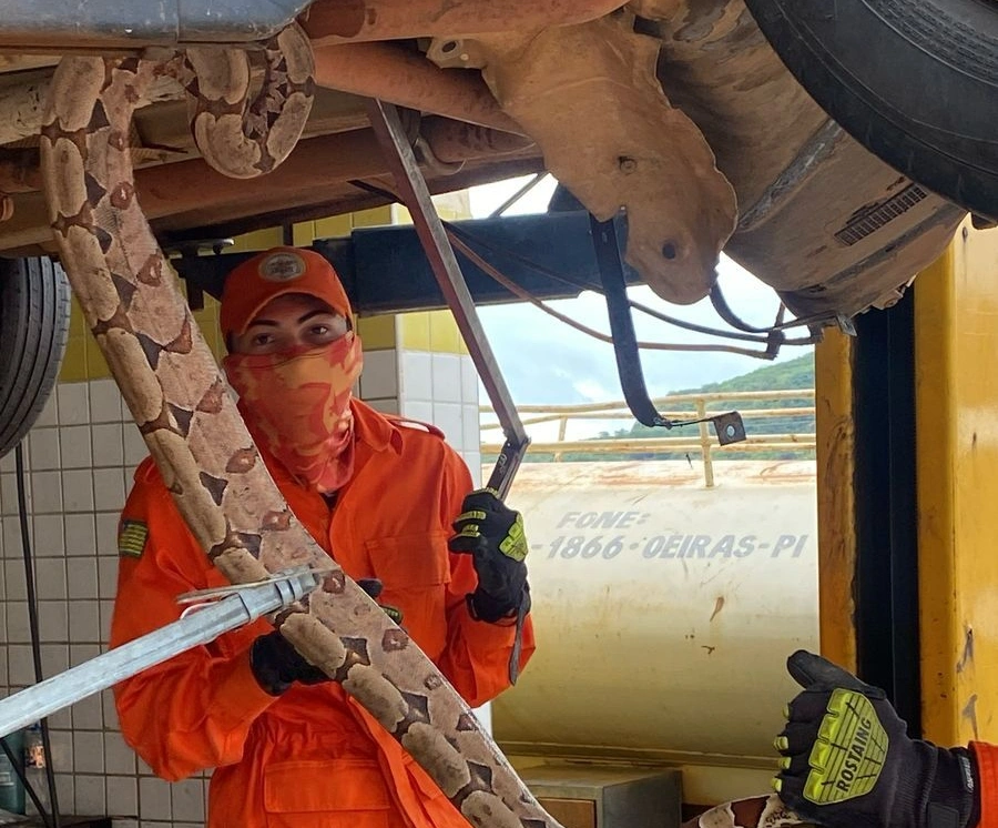 Bombeiros Militares capturam jibóia